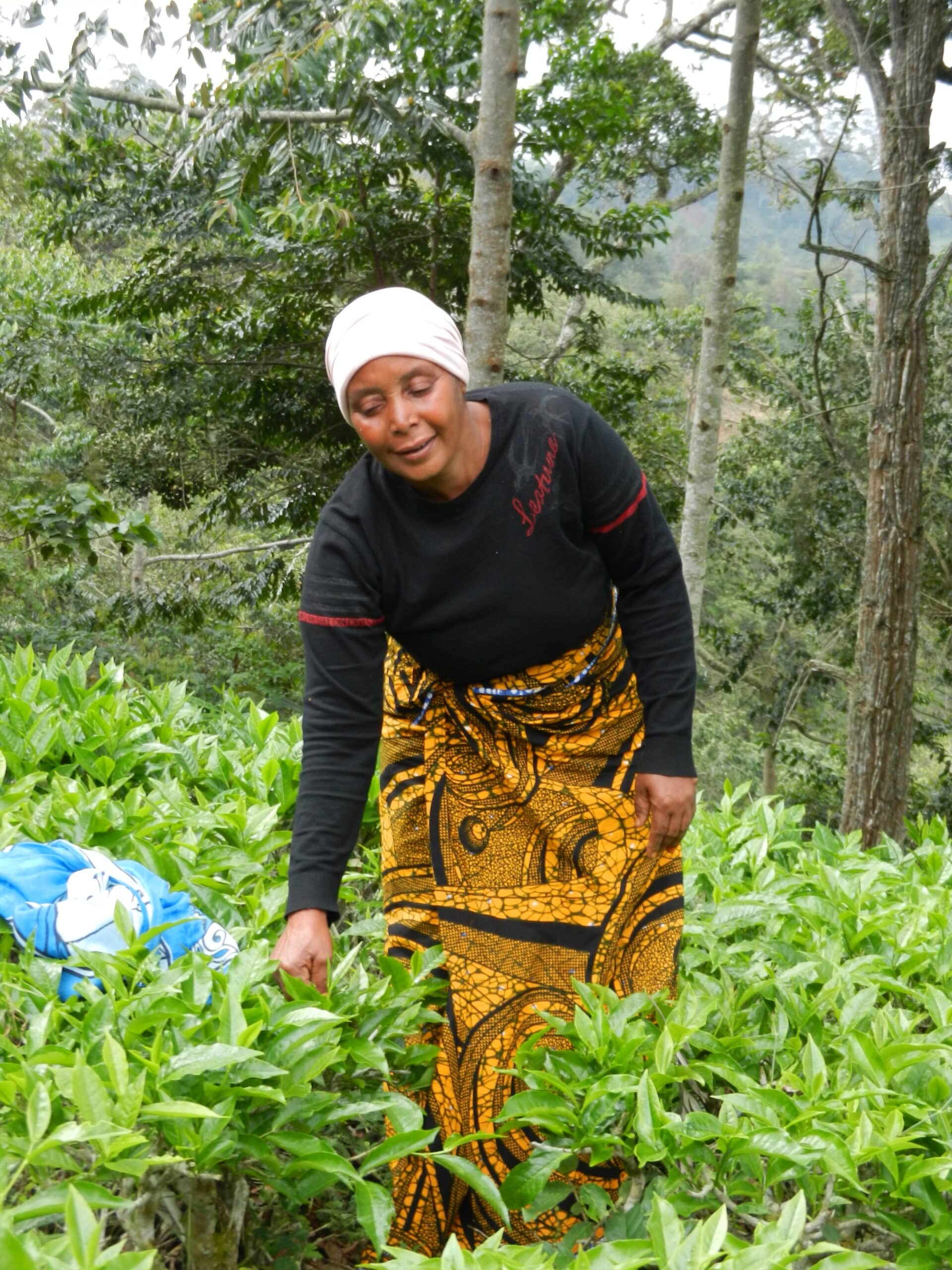 Alternative Approaches: Purpose-driven, vertically integrated speciality tea