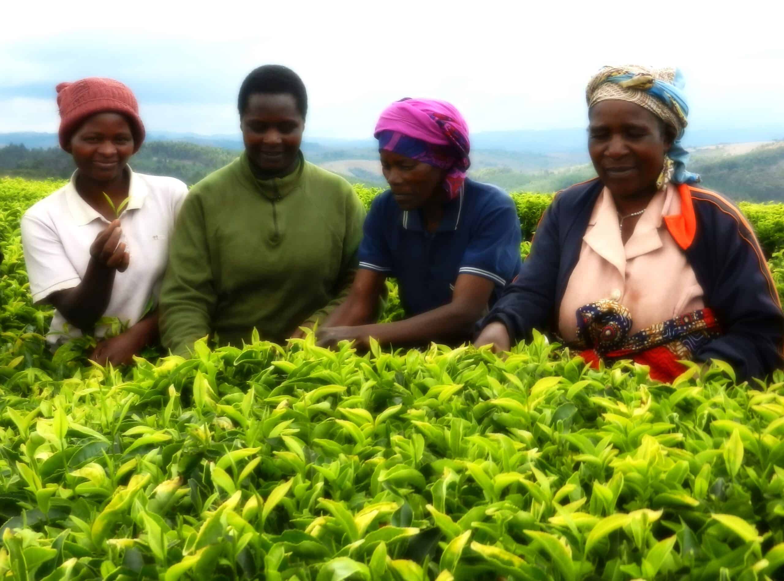 Alternative Approaches: Strengthening smallholder tea farmers through block farming